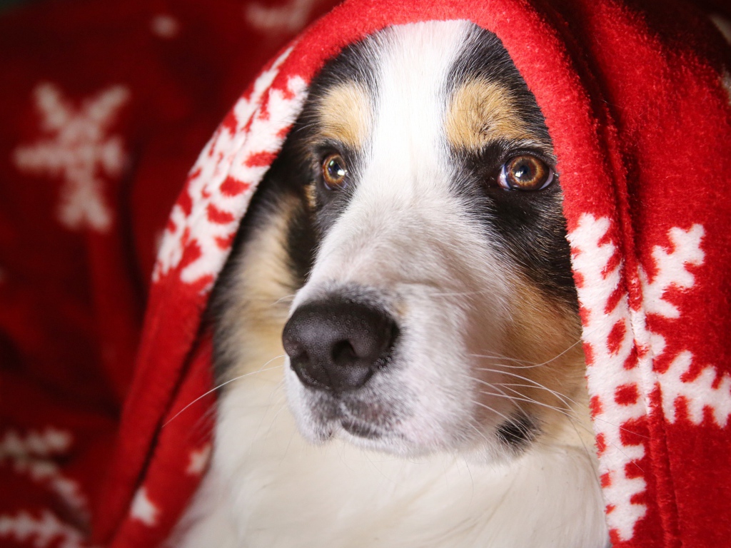 Австралийская овчарка лежит под красным покрывалом с белыми сердечками