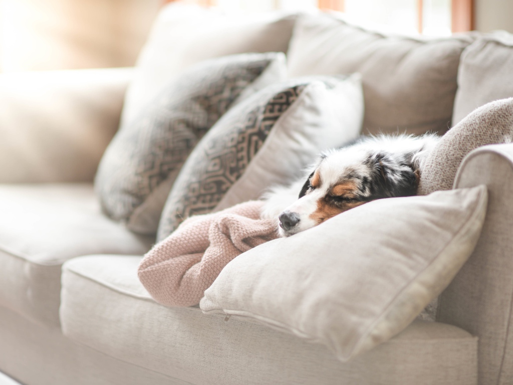 Австралийская овчарка спит под одеялом на диване