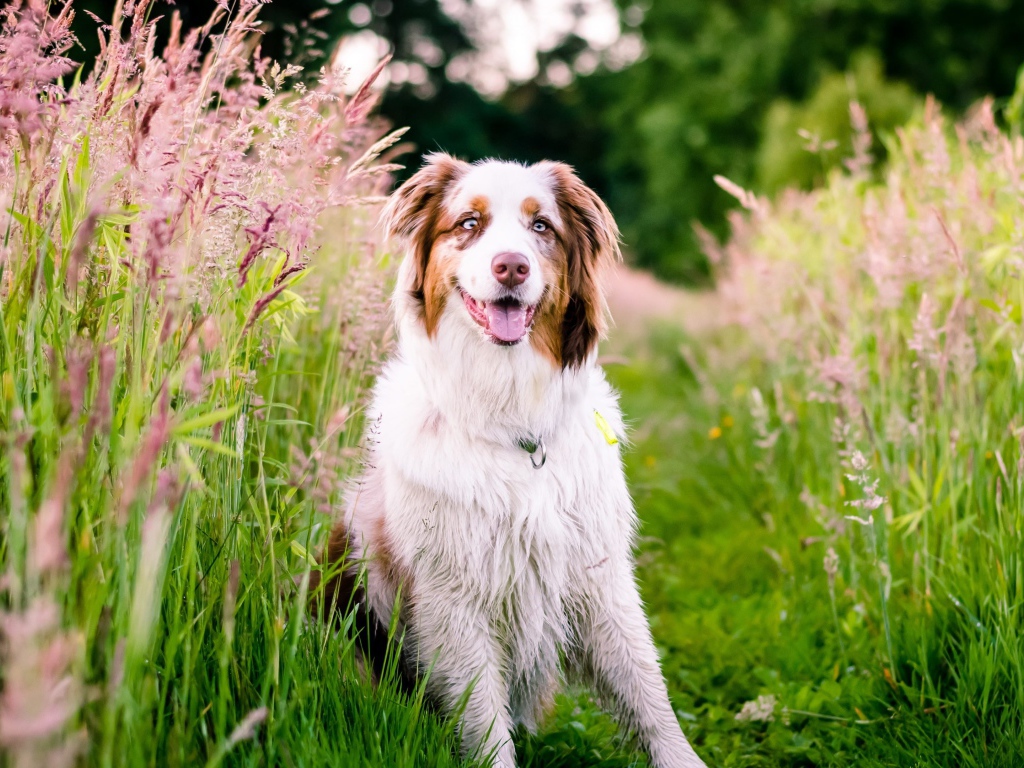 Австралийская овчарка с высунутым языком сидит в зеленой траве с колосками
