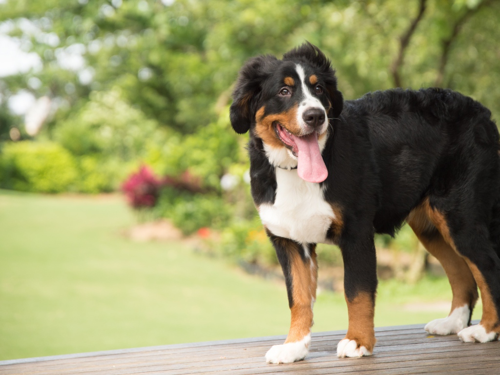 Щенок породы Бернский зенненхунд  с высунутым языком