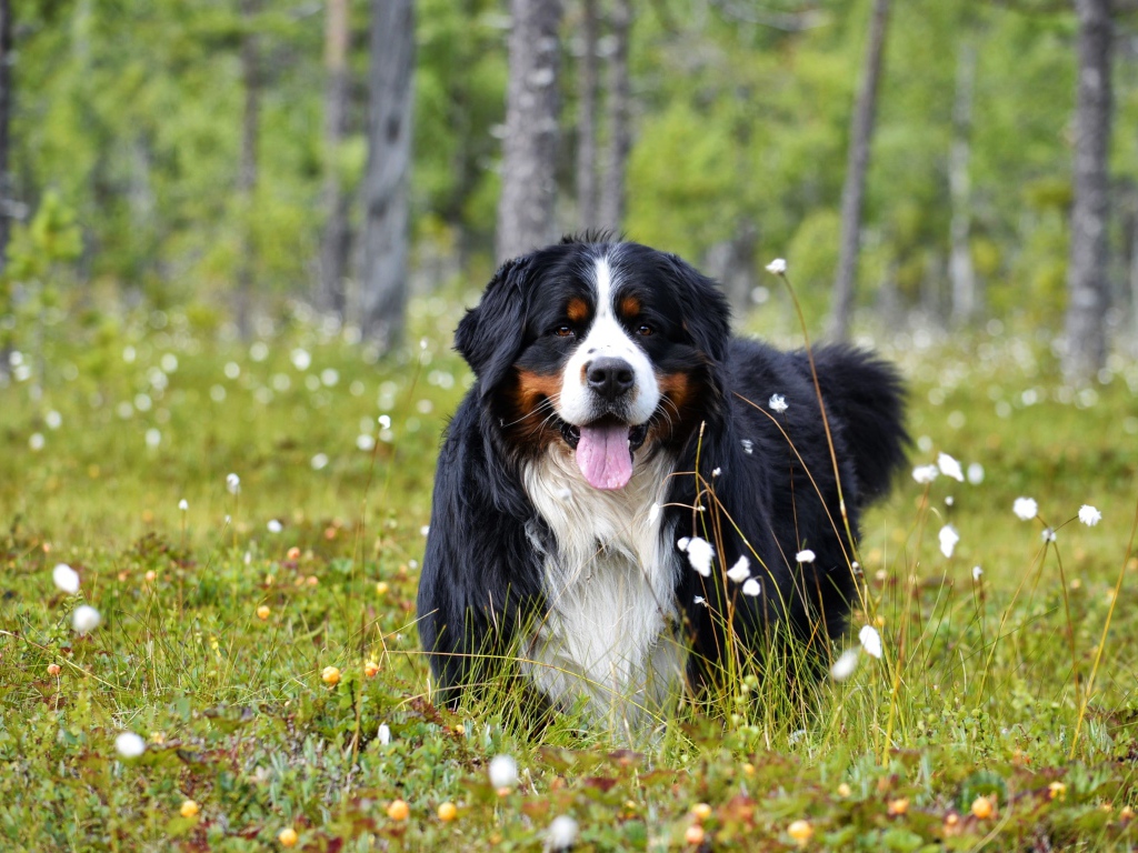 Бернский зенненхунд с высунутым языком на зеленой траве