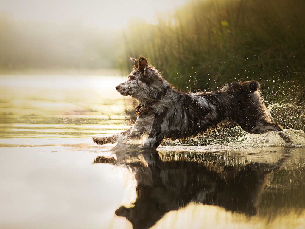 Большая собака бежит по воде 