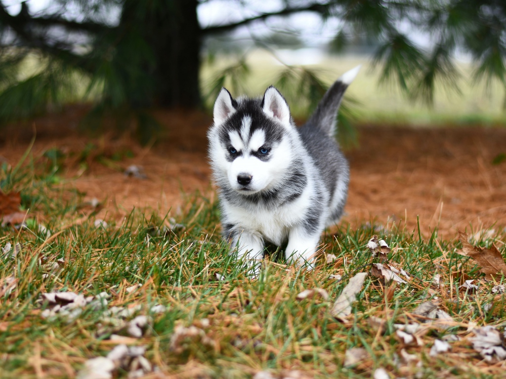 Blue-eyed husky puppy running on green grass