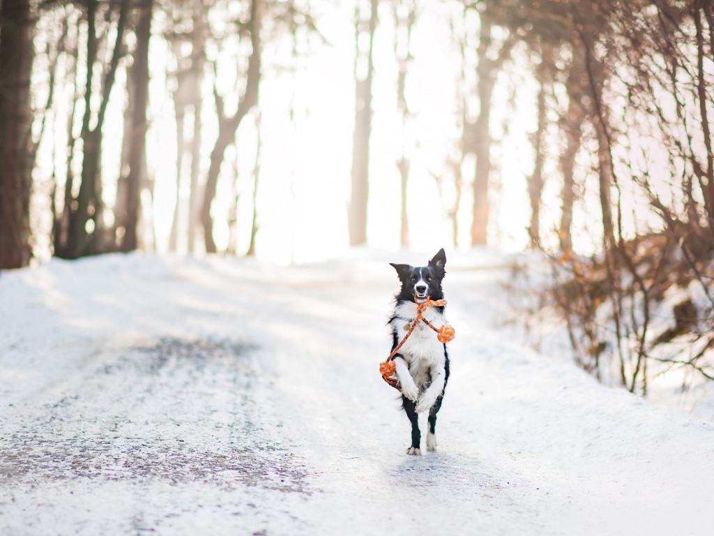 Собака бордер колли бежит по заснеженной дороге