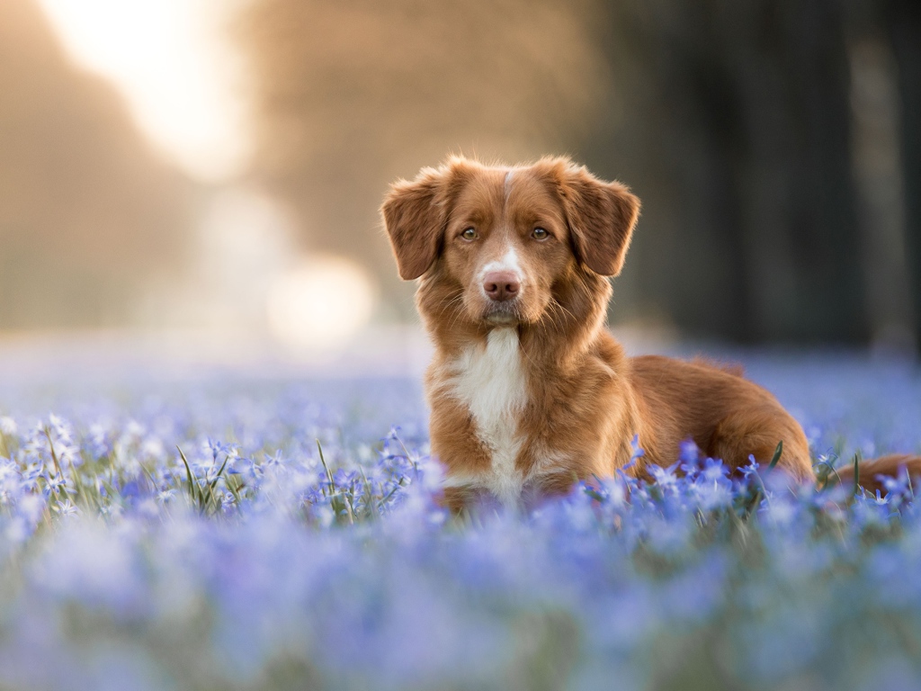 Коричневая собака стоит в синих весенних цветах 