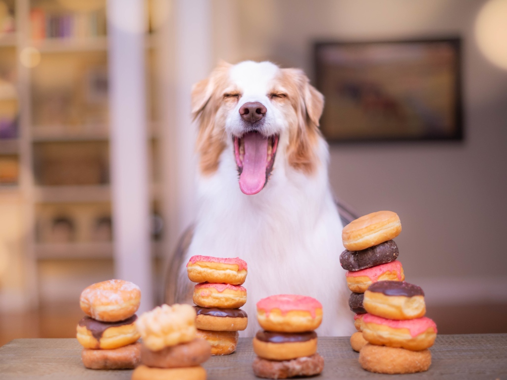 Довольный пес с высунутым языком с пончиками