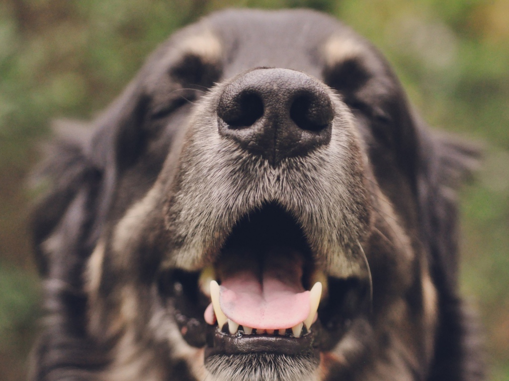 Собака с закрытыми глазами открыла пасть 