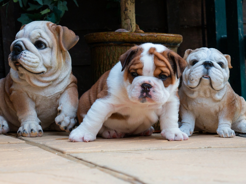 Щенок английского бульдога с садовыми фигурами