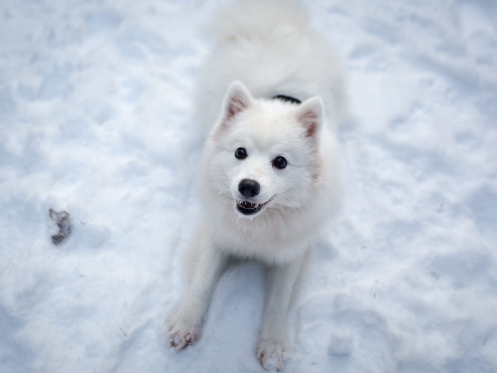 Забавная белая собака играет на снегу 