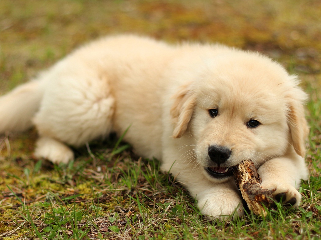 Щенок золотистого ретривера грызет палку на траве