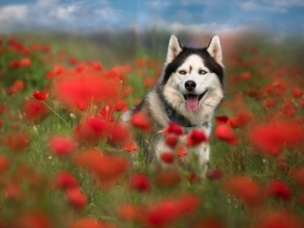 Хаски с высунутым языком сидит в цветах мака 