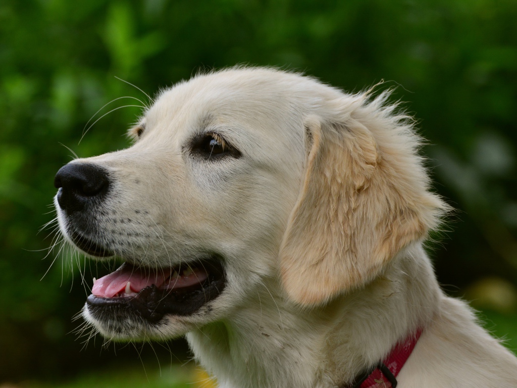 Большой золотистый ретривер с открытой пастью 