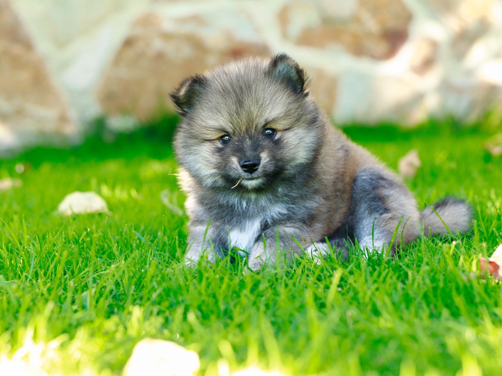 Маленький щенок померанского шпица на зеленой траве