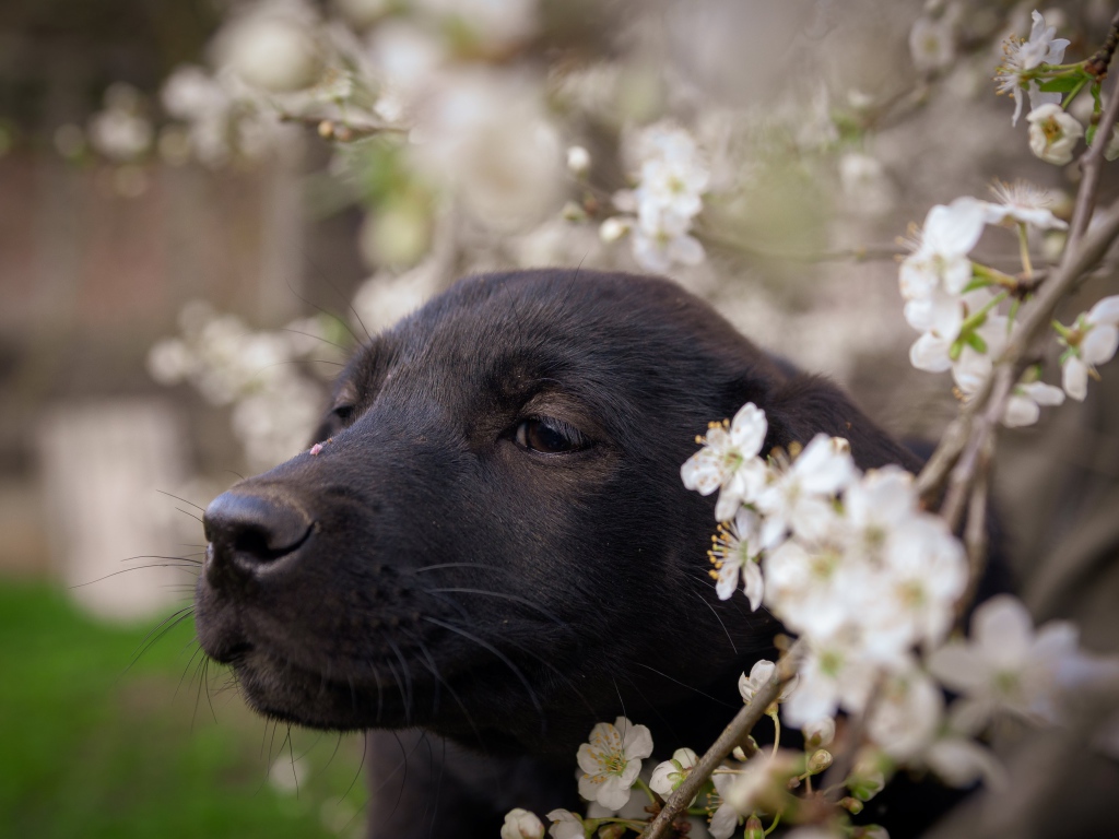Little black puppy sitting by a blossoming cherry branch