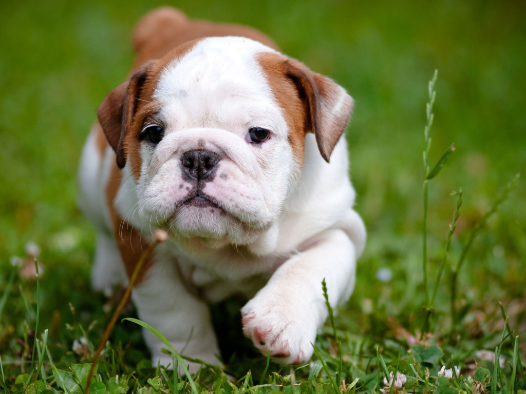 Маленький щенок английского бульдога на зеленой траве 