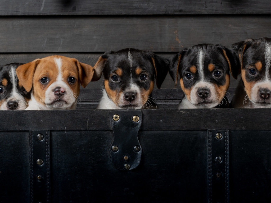 Маленькие забавные щенки сидят в черном чемодане 