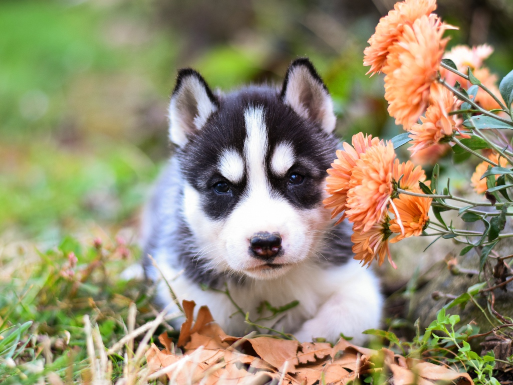 Маленький щенок хаски с цветами хризантемы 