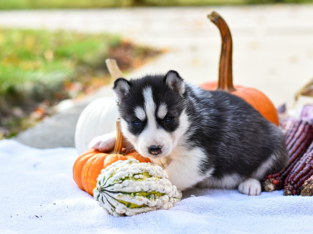 Маленький щенок хаски с тыквой и кукурузой 