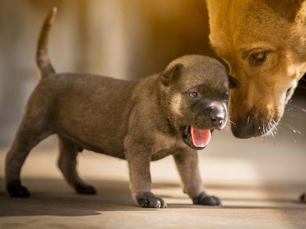 Маленький щенок с открытой пастью 