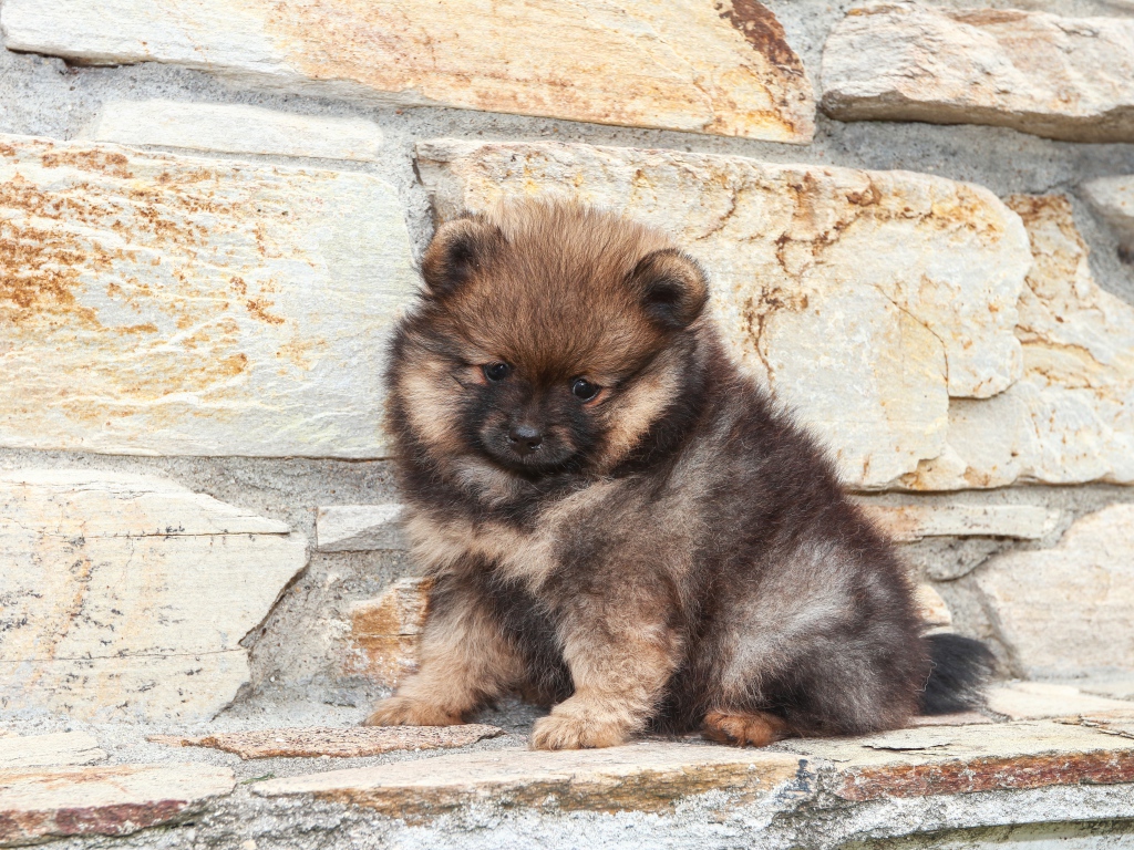 Маленький грустный щенок померанского шпица у стены 