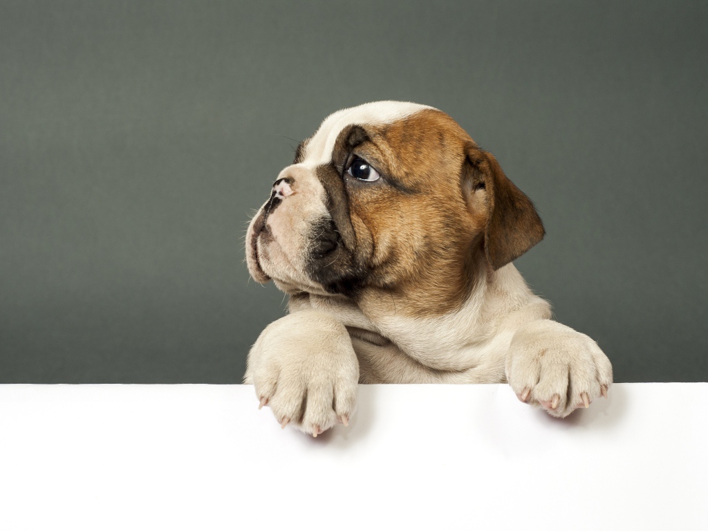 Маленький грустный щенок английского бульдога на сером фоне