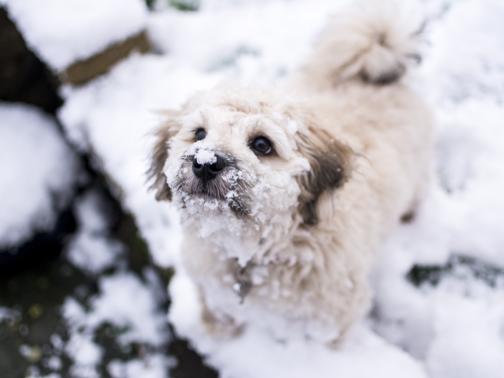 Маленький белый пес в снегу