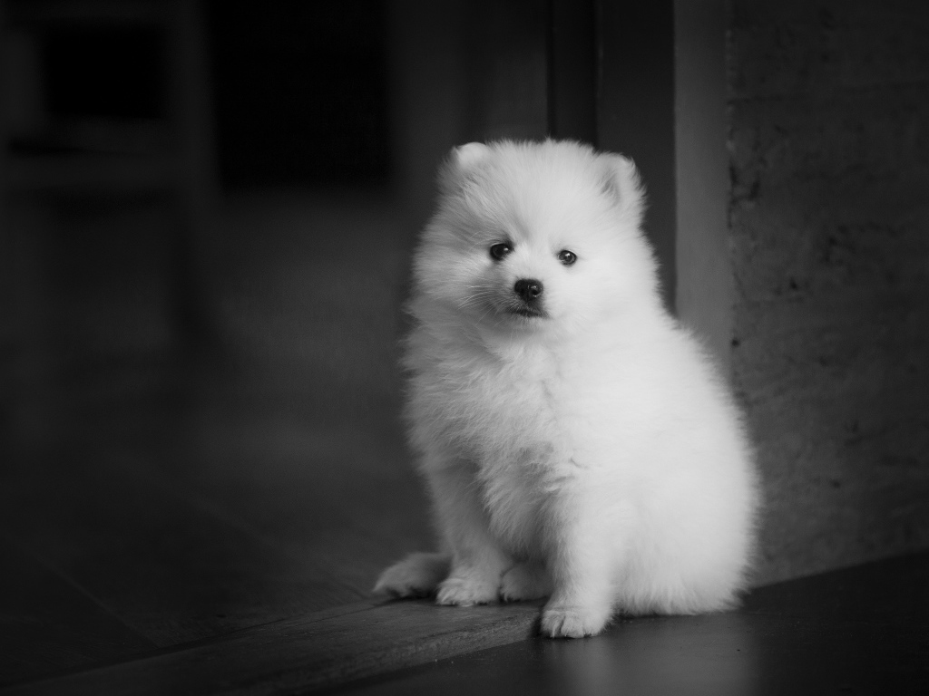 Little white spitz puppy at the door