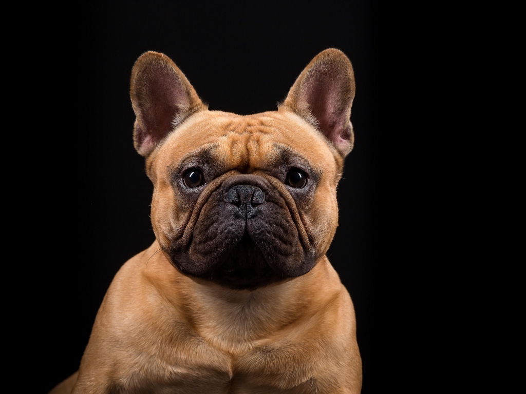 Морда Французского бульдога на черном фоне крупным планом