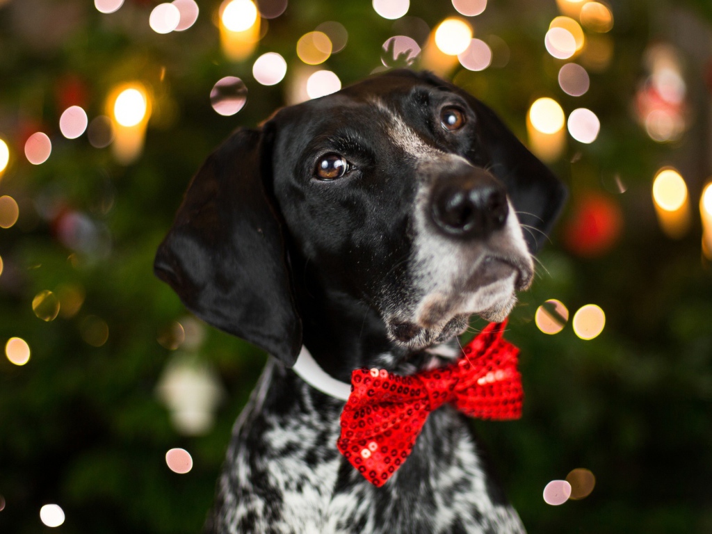 Породистый пес с красным бантом на шее 