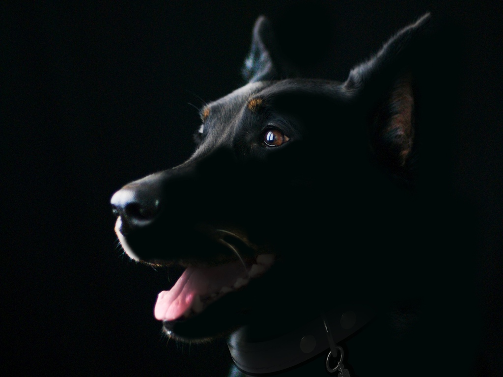 Purebred dog with protruding tongue on a black background