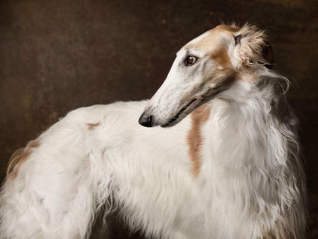 Русская псовая борзая крупным планом