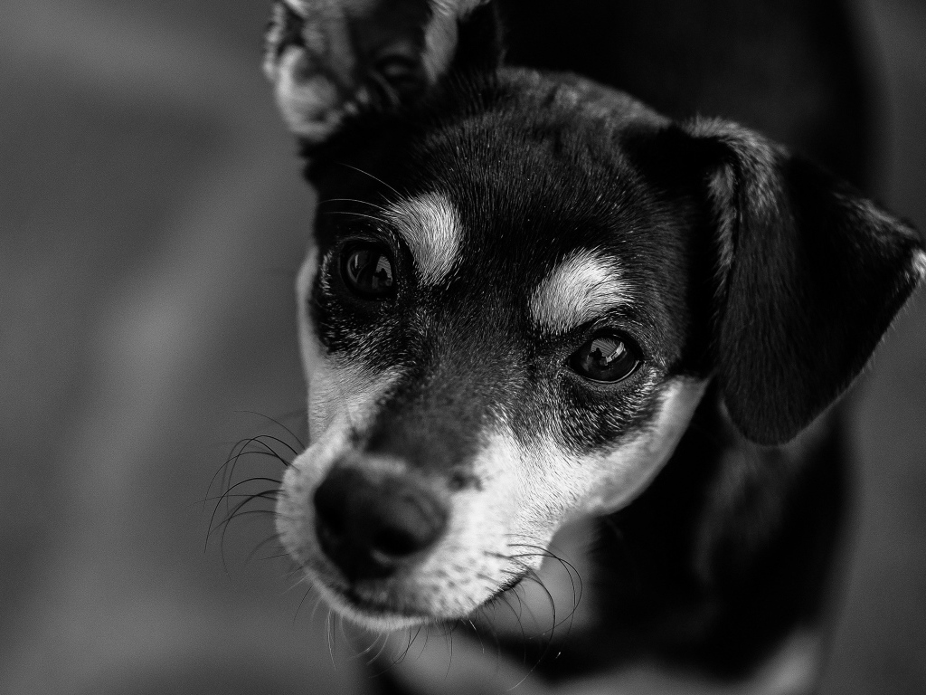 Sad look dog black and white photo