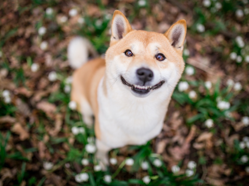 Улыбающаяся собака породы акита ину 