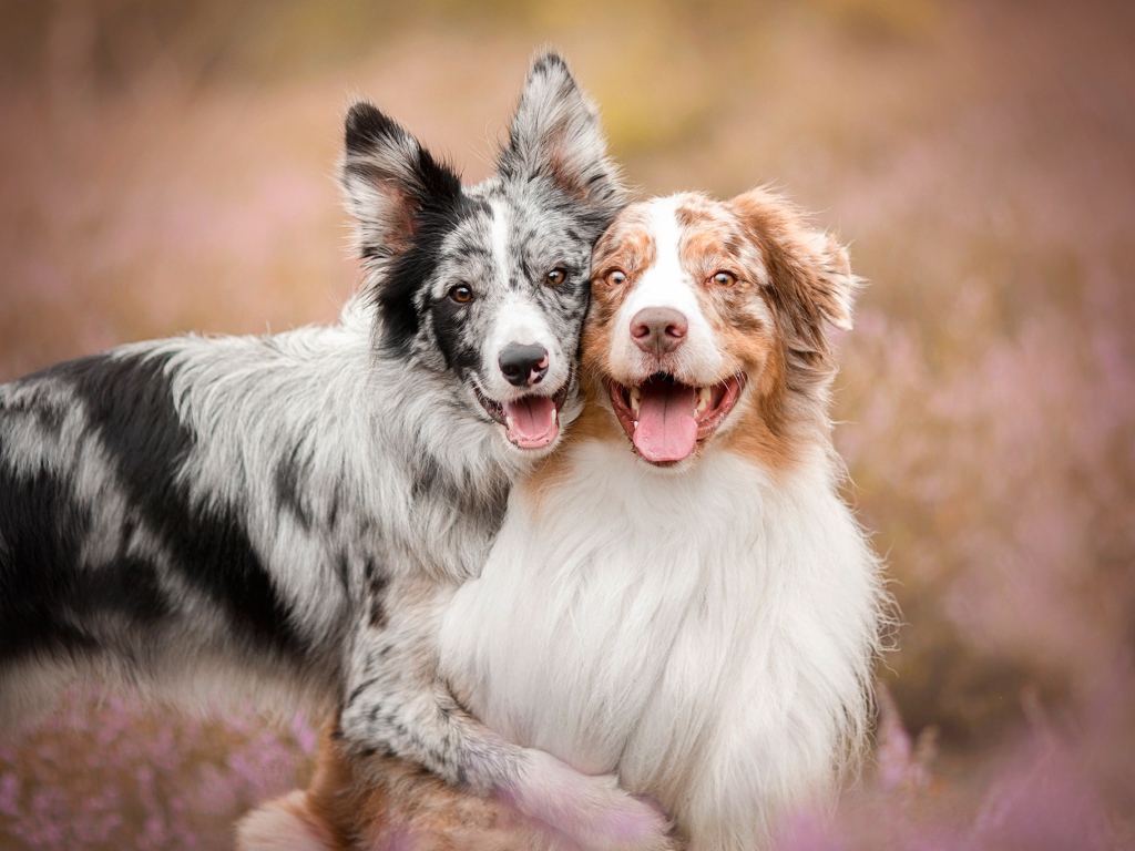 Две собаки породы австралийская овчарка с высунутым языком