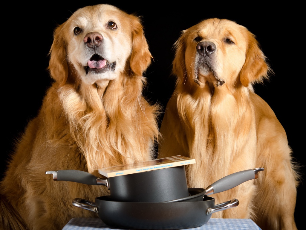 Два золотистых ретривера со сковородками и книгой на черном фоне