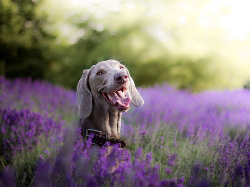 Собака породы Веймаранер с высунутым языком в цветах