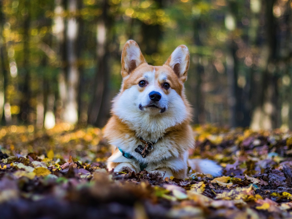 Welsh corgi dog lies on fallen leaves