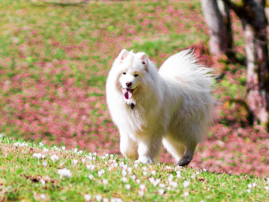 Белая самоедская собака с высунутым языком