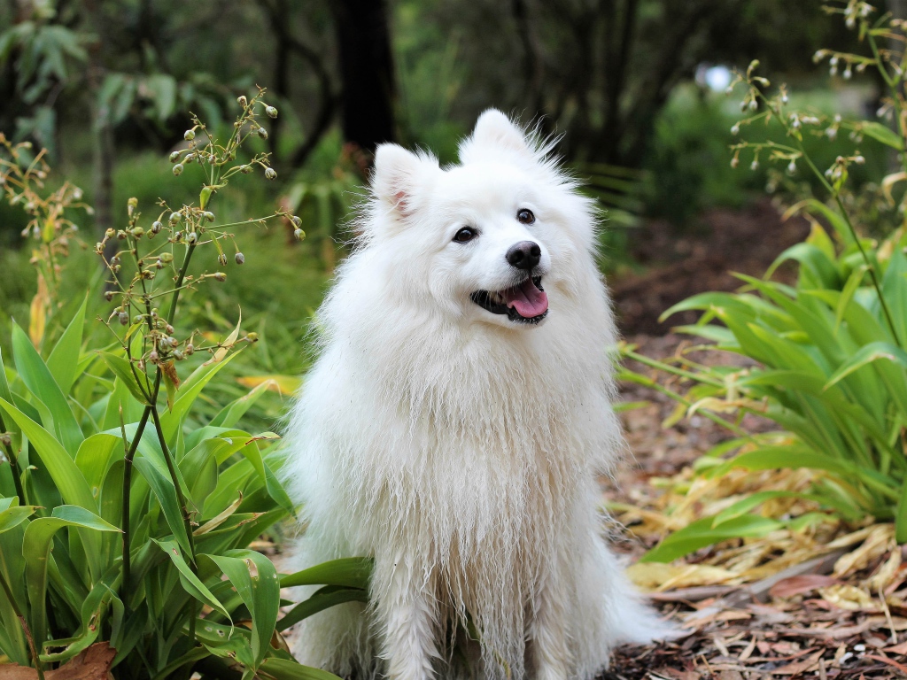 Белая собака породы шпиц с высунутым языком