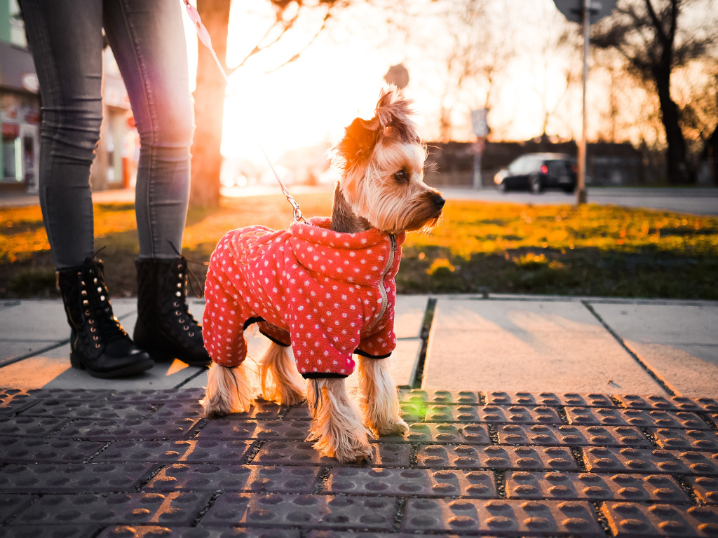 Йоркширский терьер в костюме на прогулке