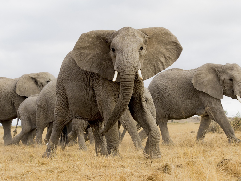 Стадо больших серых слонов в саванне