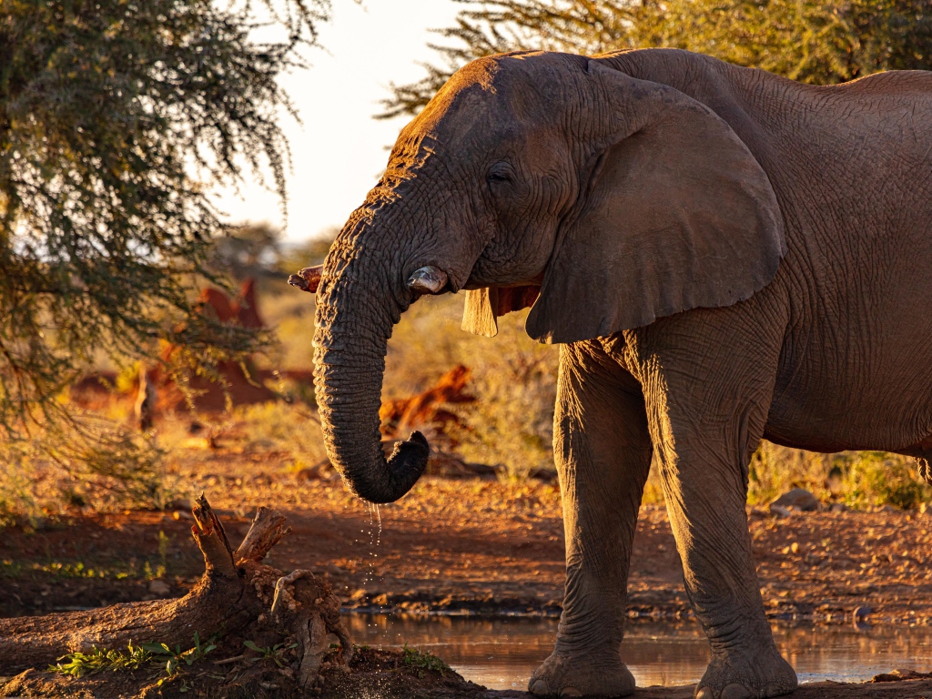Большой серый слон пьет воду из реки