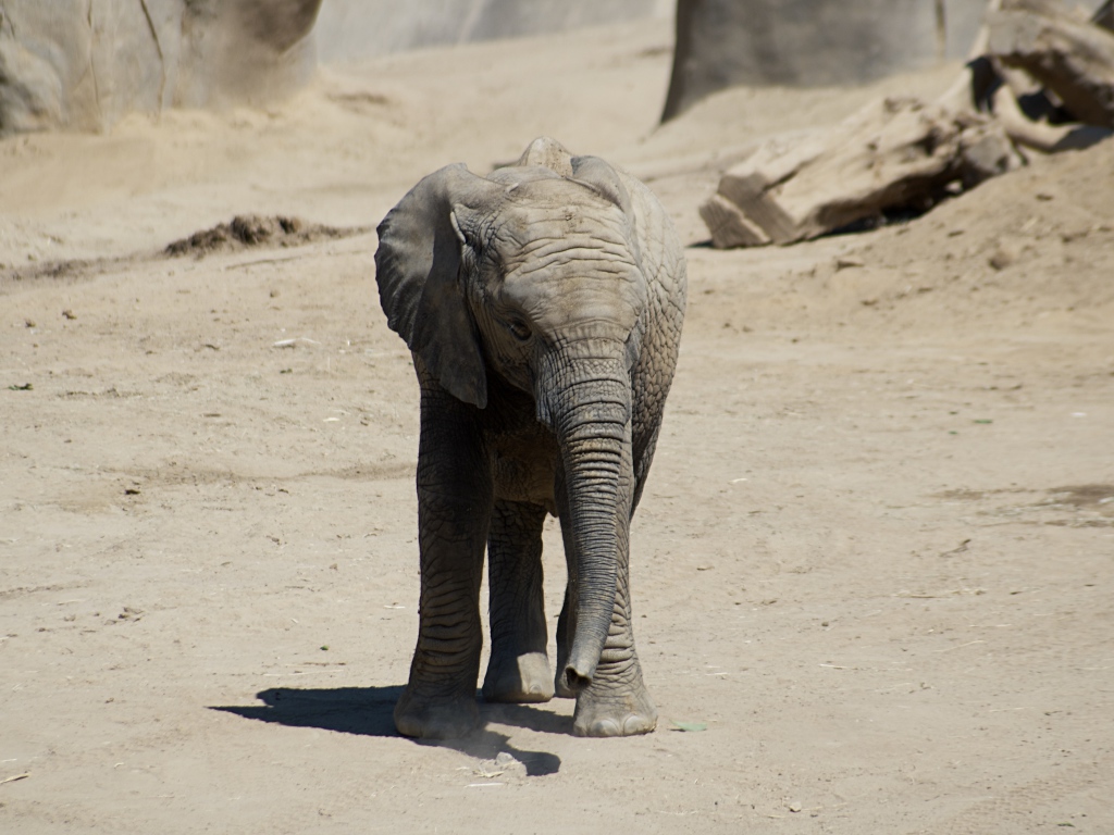 Маленький слоненок идет у камней 