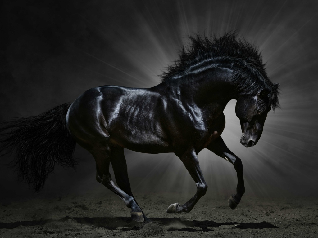 Beautiful black horse in the rays of light