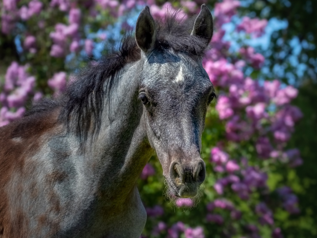 Beautiful horse on a background of flowers close-up