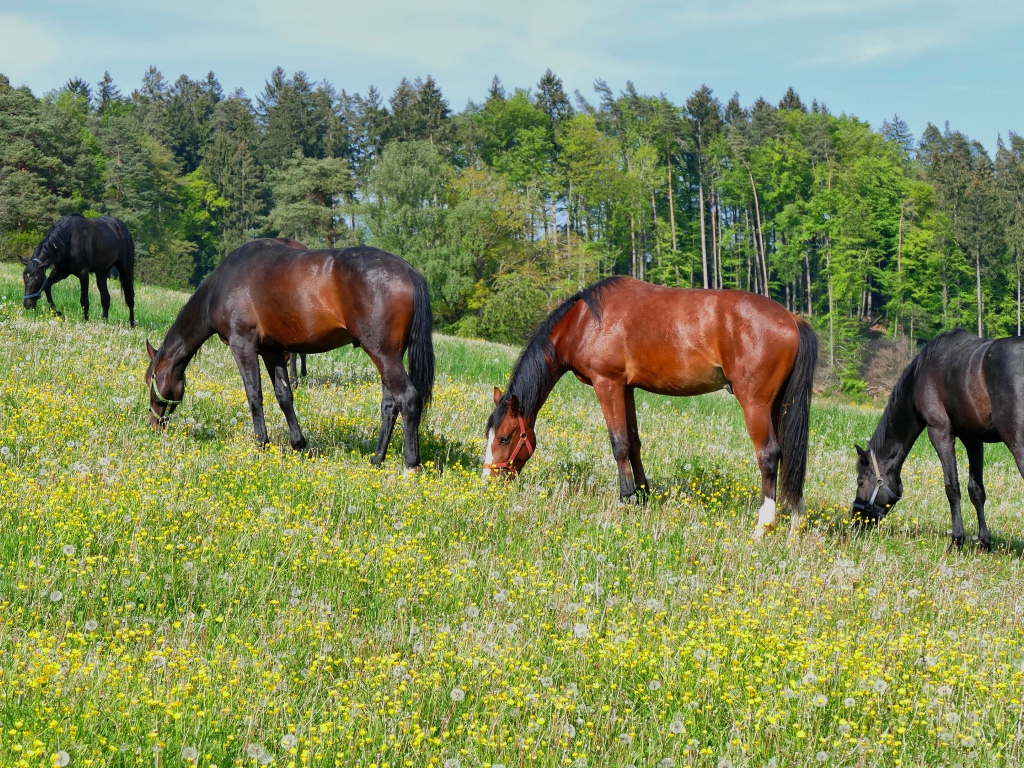 Красивые лошади пасутся по полю у леса