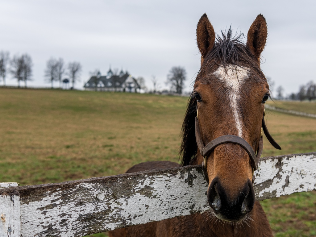 Лошадь на пастбище у забора