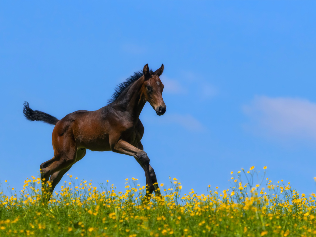 Маленький коричневый жеребенок бежит по желтым цветам на фоне голубого неба