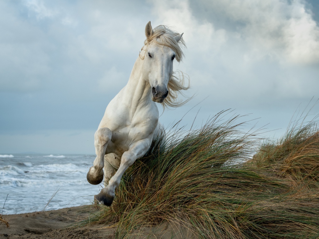 Белая лошадь скачет по высокой траве у моря