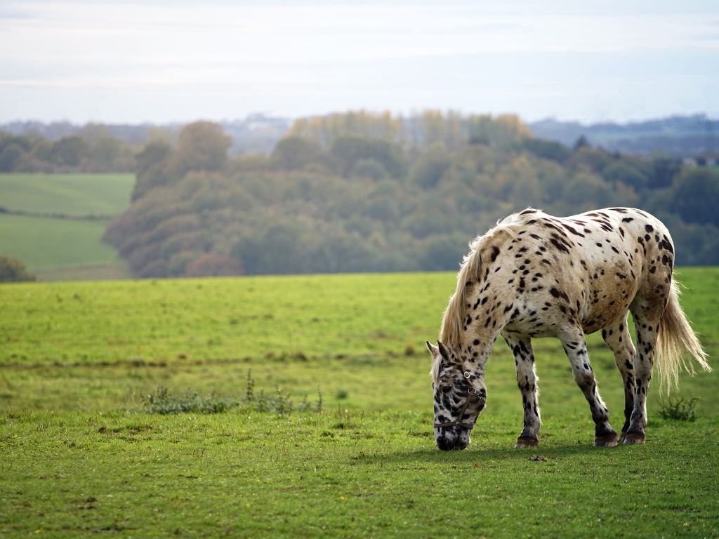 Белая пятнистая лошадь ходит по полю 
